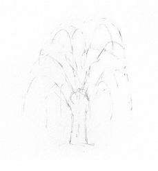 Ива дерево карандашом