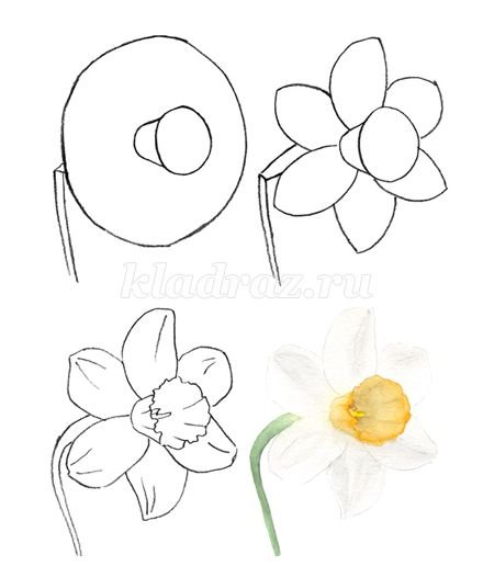 Поэтапное рисование нарцисса для малышей