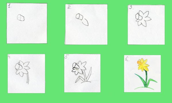 Поэтапное рисование нарцисса