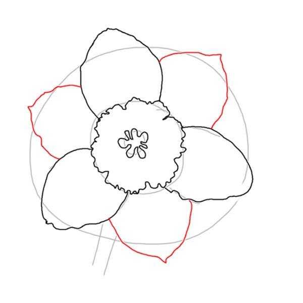 Нарцисс цветок поэтапное рисование