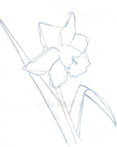 Нарисовать Нарцисс поэтапно