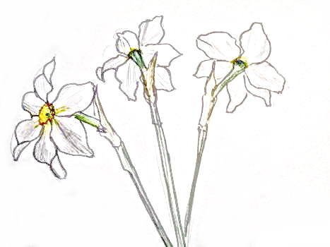 Древнегреческий Нарцисс для срисовки карандашом