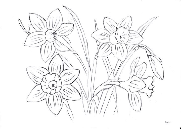 Рисуем нарциссы. Нарцисс цветок. Нарцисс контур. Весенние цветы карандашом. Нарцисс карандашом.