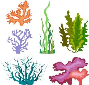 Водоросли для дошкольников