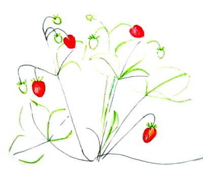 Поэтапное рисование ягоды для детей