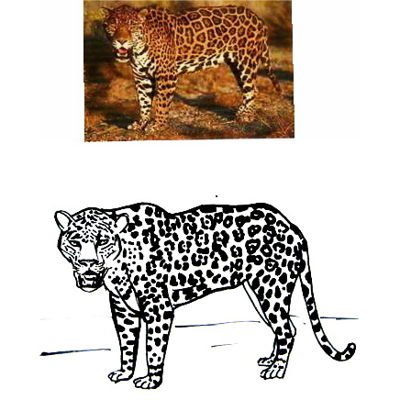 Ягуар рисунок поэтапно