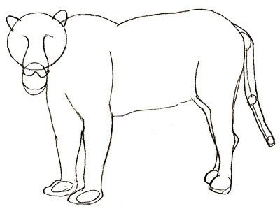 Ягуар рисунок карандашом поэтапно
