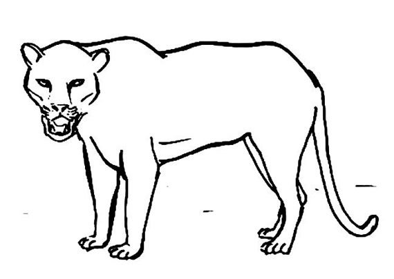 Поэтапное рисование Ягуар