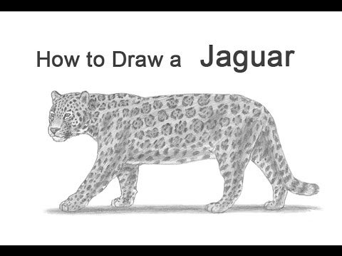 How to draw Jaguar