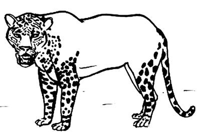 Ягуар без пятнышек раскраски