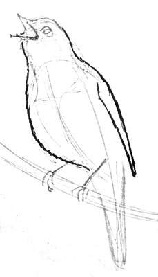 Соловей рисунок легкий