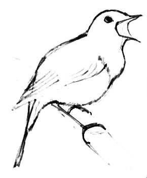 Соловей рисунок карандашом для срисовки для малышей