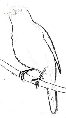 Соловей рисунок легкий