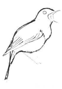 Соловей и вороненок рисунок карандашом