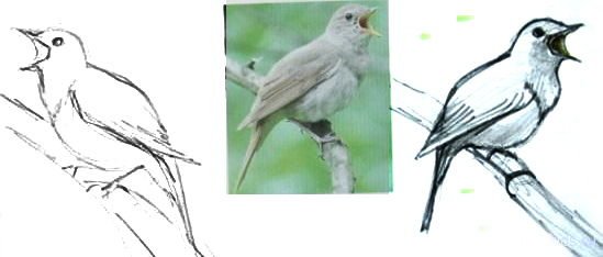 Жаворонок рисунок для детей карандашом по шагам