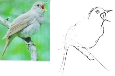Соловей срисовать легко