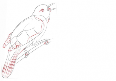 Этапы рисования соловья для детей