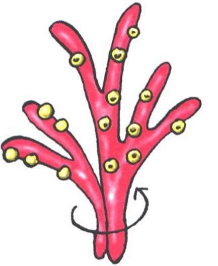 Водоросли раскраска