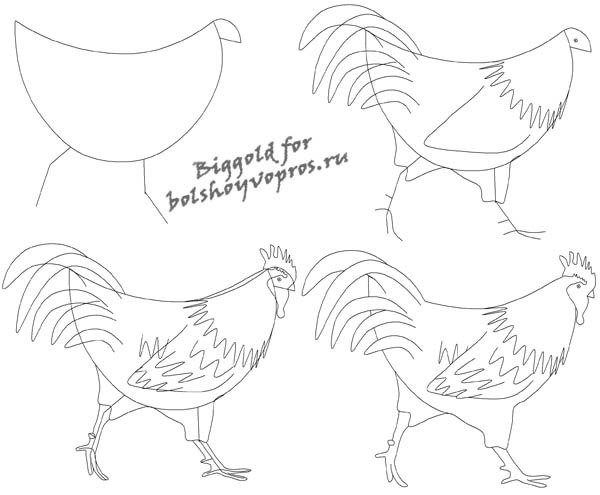 Курица поэтапное рисование