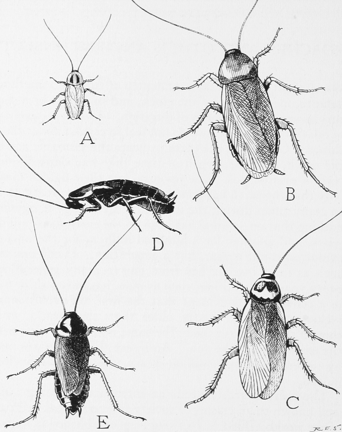 Как нарисовать таракана (62 фото)