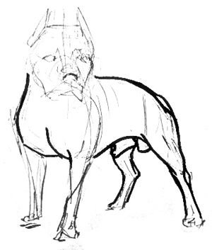 Рисование пошагово питбуль