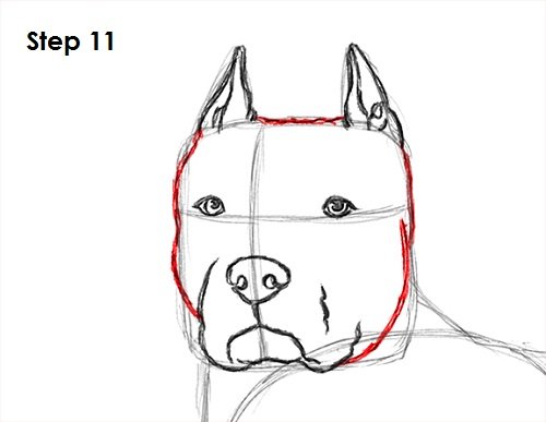 Рисунок питбуль пошагово