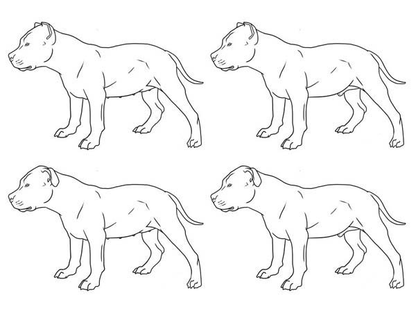 Как нарисовать ротвейлера питбуль