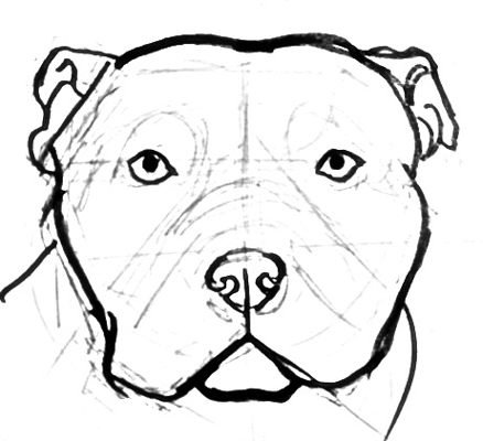 Рисунки питбуль легкие
