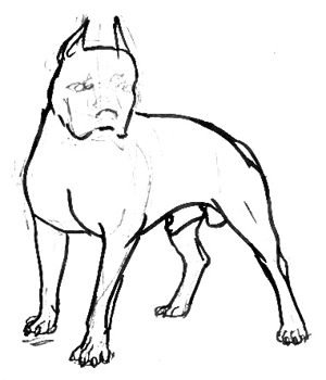 Питбуль рисунок карандашом для детей