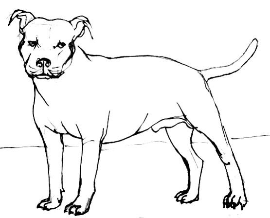 Эскиз питбуля пунктиром