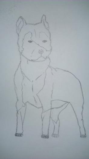 Поэтапное рисование морды питбуля