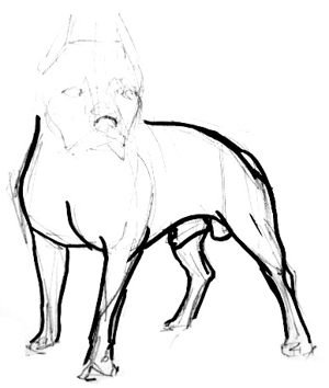 Питбуль поэтапно