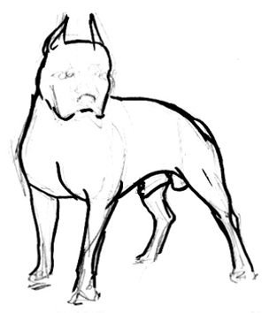 Питбуль рисунок карандашом поэтапно
