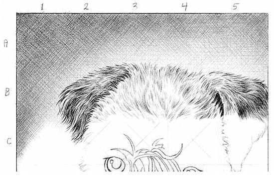 Зарисовки шерсти животных