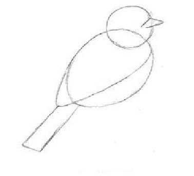 Поэтапное рисование синицы