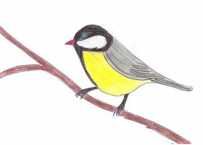 Рисование в подготовительной группе синичка на ветке