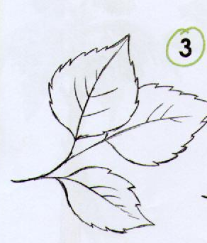 Листья розы рисунок карандашом