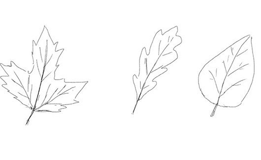 Этапы рисования листьев