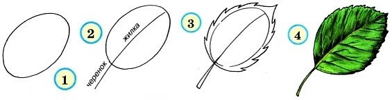 Поэтапное рисование листа березы