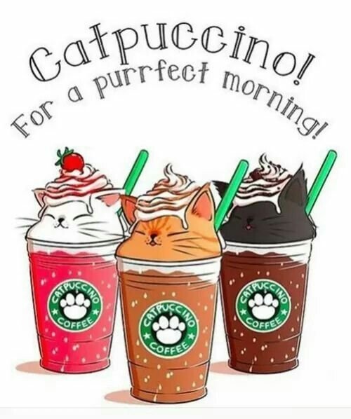 Старбакс котики