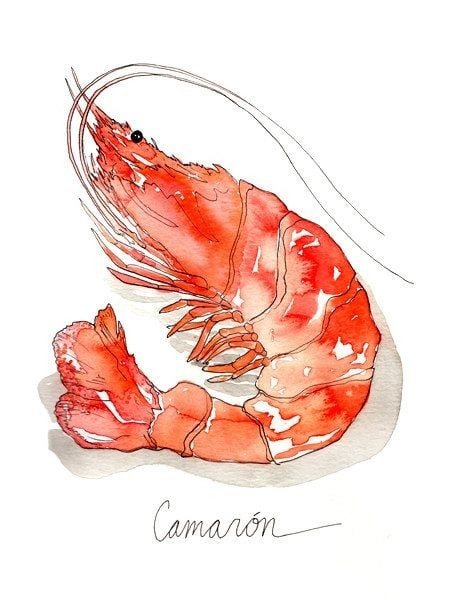 Креветка скетч