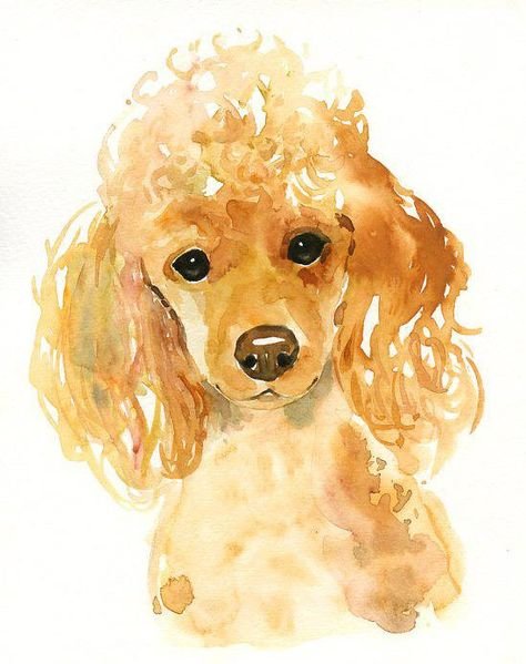 Пудель акварелью