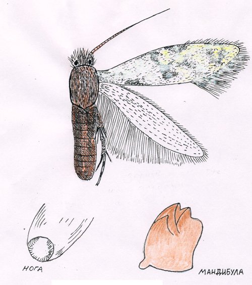 Амбарная моль