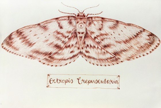 Моли рисунок в черную крапинку