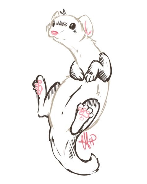 Татуировка хорек эскиз