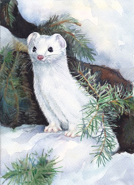 Горностай Соколов-Микитов