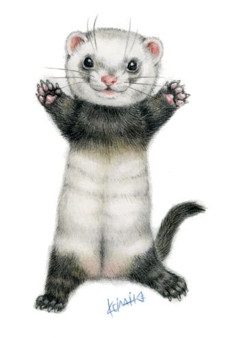 Хорек мультяшка