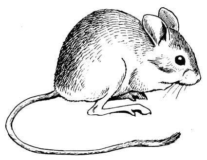 Полевка раскраска