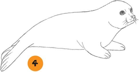 Тюлень рисунок для детей карандашом