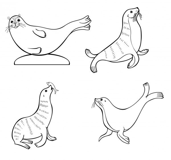 Морской котик поэтапное рисование